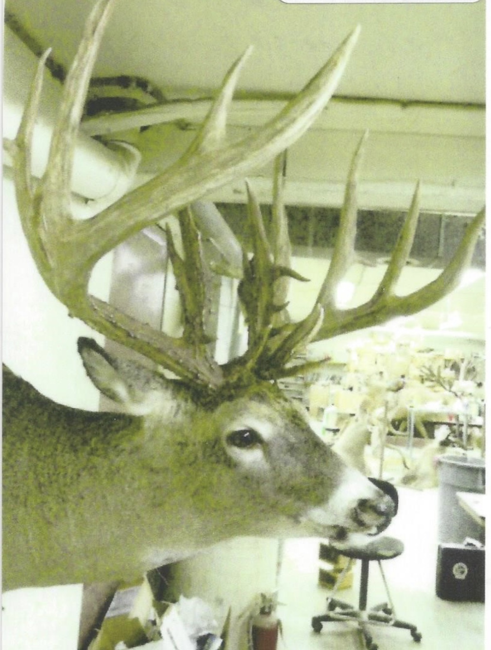 Schmidt NT Whitetail